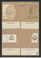 Odontella discigera Grun. (de-Toni-Nr.: Genus 122, Species 3465) Zeichnungen Sammlung Grunow Nr. 6924 (NHMW-BOT-W0375803)